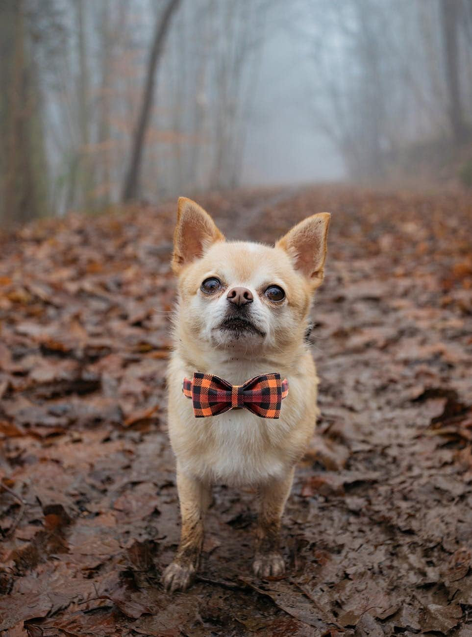 Dog Collar with Bow, Bowtie Dog Collar, Adjustable Fall Dog Collars for Small Medium Large Dogs and Cats